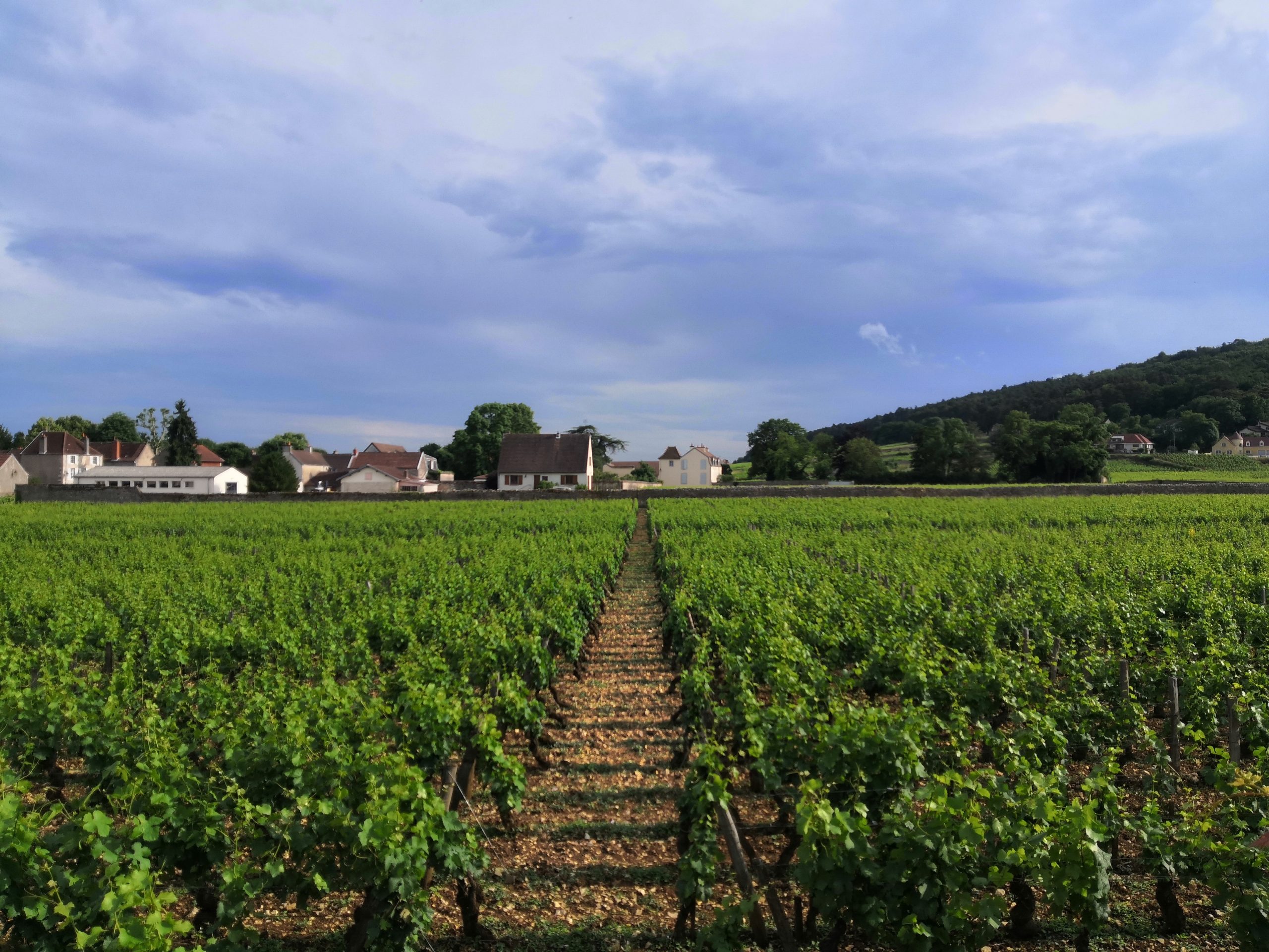 dégustation vins de Bourgogne