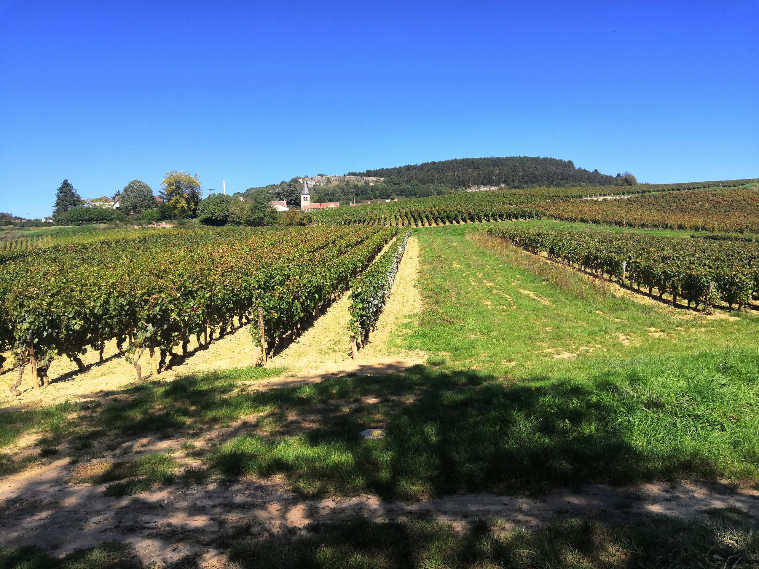 vue sur le vignoble à Santenay, étape sur l'itinéraire vélo en Bourgogne-Franche-Comté de l'Eurovélo 6